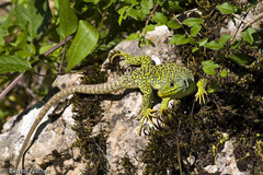 Perleidechse - Zum Vergroessern klicken!